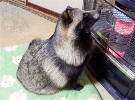 Rare Raccoon Dog Rescued In Japan Lives In Lap Of Luxury