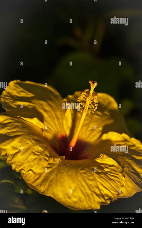 Yellow Hibiscus Flower Hawaii Stock Photo Alamy