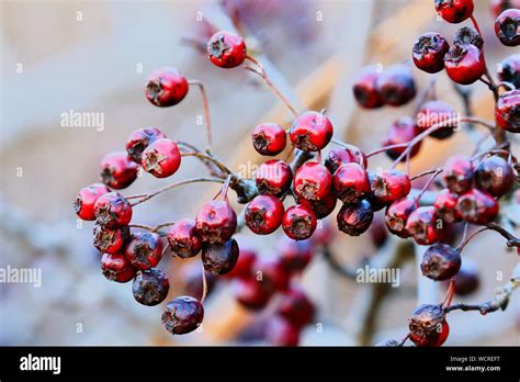 Rotten Berry Hi Res Stock Photography And Images Alamy
