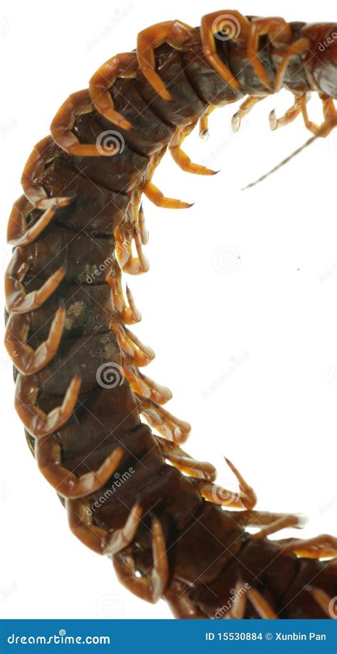 Poison Animal Centipede Stock Photo Image Of Bite Insect 15530884