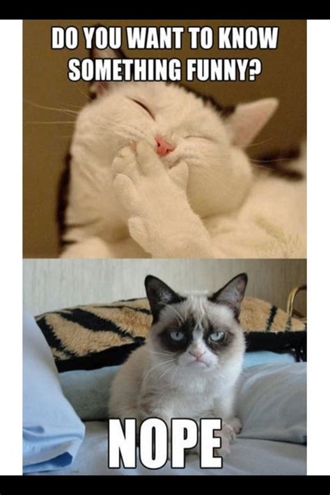 17 Best Images About Oh Tartar Sauce On Pinterest Grumpy Cat Grumpy