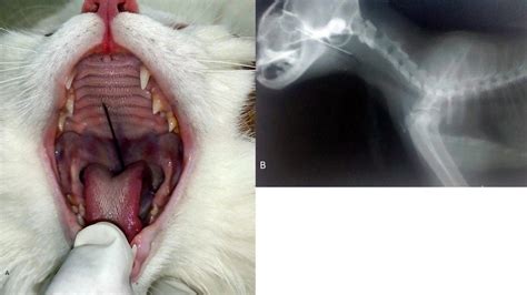 Glottis And Epiglottis Cat