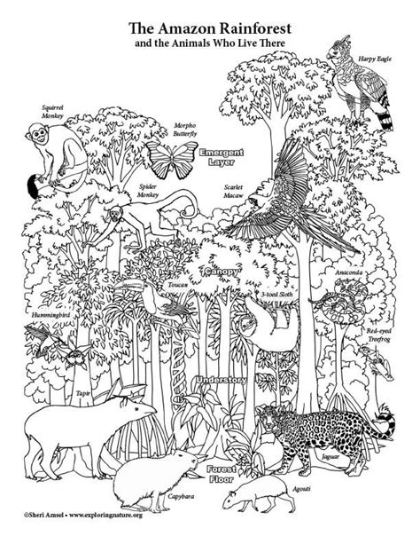 Amazon Rainforest Layers Coloring Page Biomes Activities Coloring