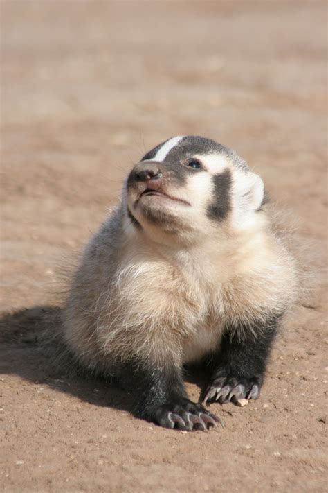 Baby Badger On A Dirt Road Baby Badger Cute Animals