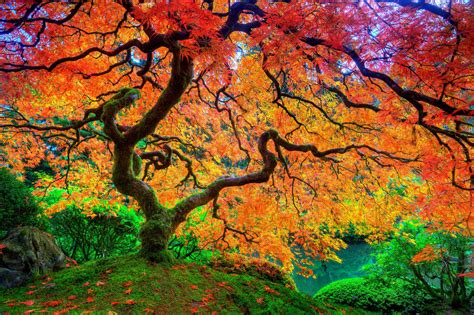 Apart from japanese maple it is also known as japanese maple, smooth japanese maple, blood leaf japanese maple, green japanese maple, palmate maple. maple, Leaf, Tree, Japanese, Autumn, Season, Natural ...
