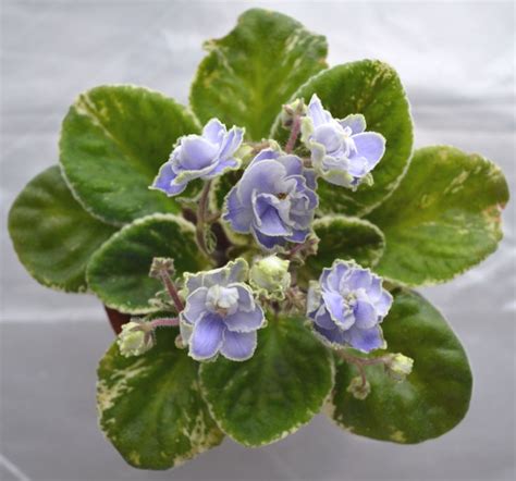17 Best Images About African Violet Plants Different