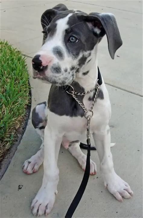 Great Dane Pitbull Mix：everything You Would Like To Know Ebknows