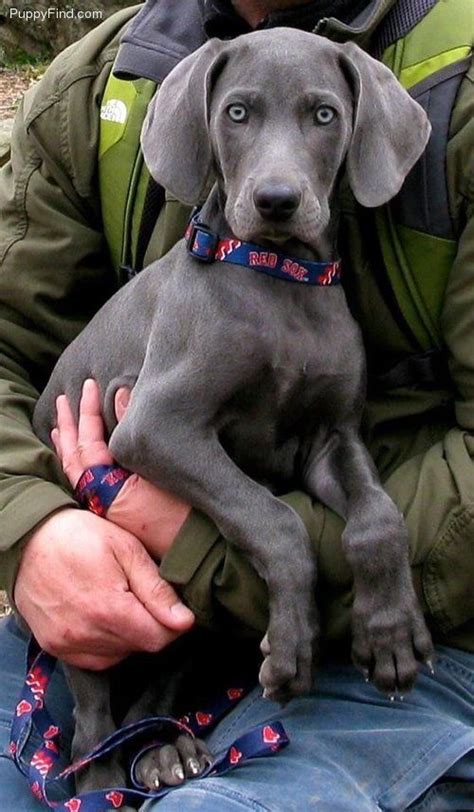 • strangely, when weimaraners are first born, they have dark grey tiger stripes. Weimaraner Pictures (108528p5614) | Blue weimaraner puppy ...