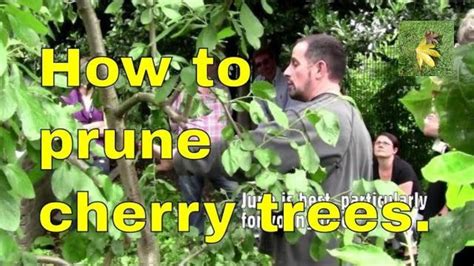 The open center pruning system is best suited for stone fruit trees. How to prune "stone fruit trees" Prunus: cherry, damson ...
