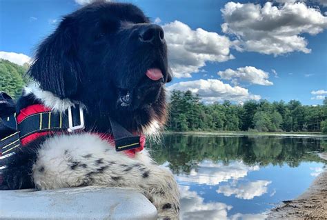 Meet The Newfie Making Waves As A Water Rescue Dog This Dogs Life