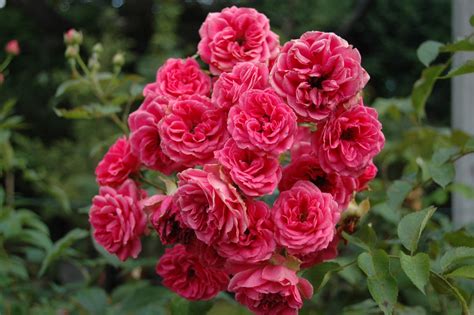 Rose elmshorn (kordes) / роза эльмсхорн. Rosier Elmshorn ® (Rosiers arbustifs modernes) - achat et ...