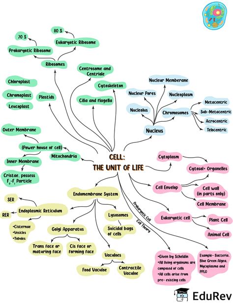 Mind Map Cell The Unit Of Life Notes Edurev
