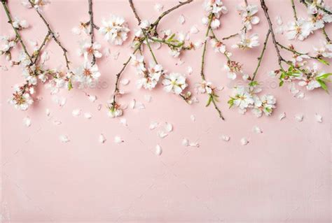 Spring Almond Blossom Flowers And Petals Over Light Pink