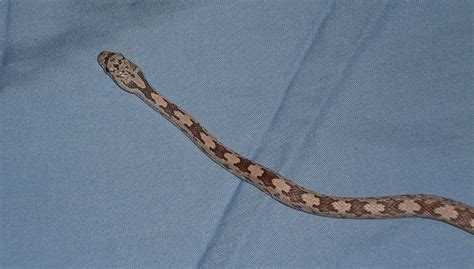 Eastern Grey Rat Snakes Reptile Forums