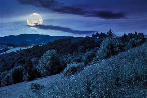 Forest At Night With Moon