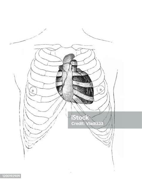 Vetores De A Ilustração Do Coração Na Caixa Torácica No Livro Velho