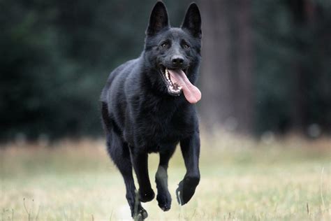 7 Amazing Facts About The Black German Shepherd Fumi Pets 2024