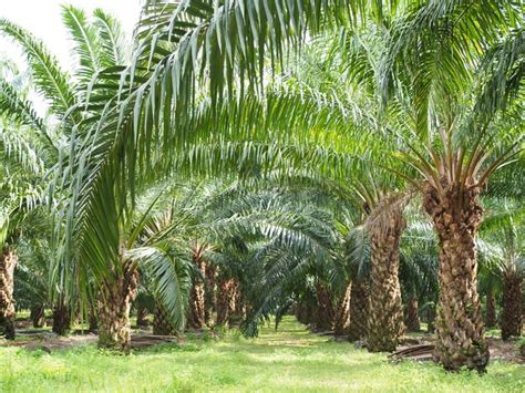 Premium Photo Plantation Of Palm Oil Tree In Farm