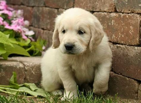 Pugs pulis rat terriers red and white setters redbone coonhounds rhodesian ridgebacks rottweilers saint bernards salukis samoyeds schipperkes scottish deerhounds scottish golden doodles puppies for sale in qu… Delightful Golden Retriever Puppies FOR SALE ADOPTION from ...