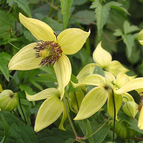 50th Golden Anniversary Ts Clematis Golden Harvest By Taplant