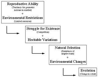 This is the currently selected item. Process - Natural Selection and Evolution Webquest