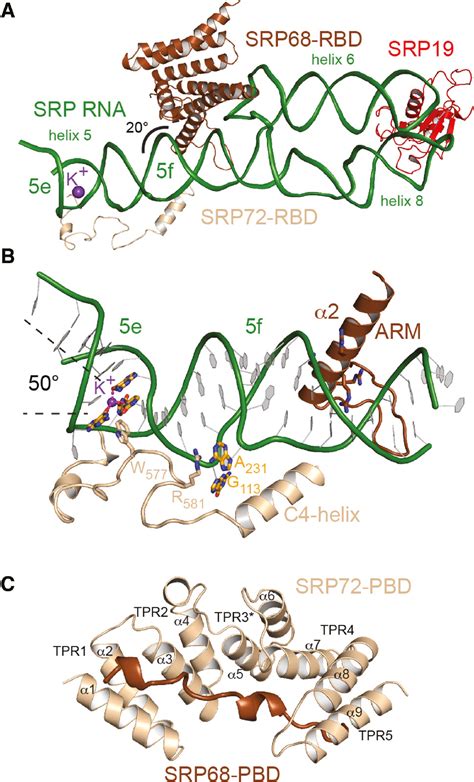 Structure Dynamics And Interactions Of Large Srp Variants