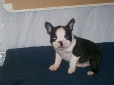 Why buy a boston terrier puppy for sale if you can adopt and save a life? Boston Terrier Puppies in Alabama