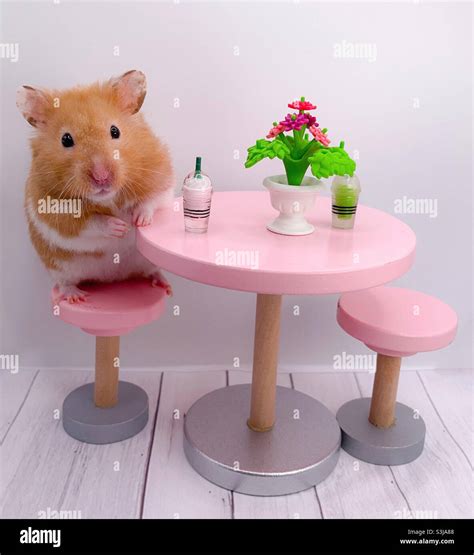 Cute Syrian Hamster Drinking A Milkshake Stock Photo Alamy