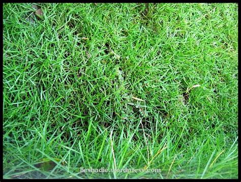 We did not find results for: Inilah Jenis - Jenis Rumput Hias Yang Sering di Gunakan ...