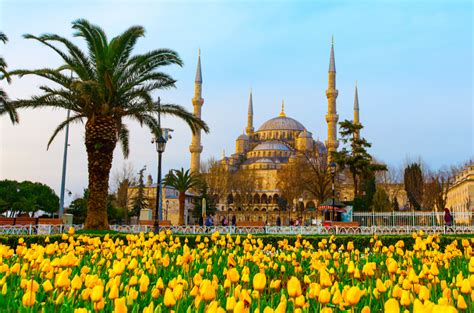 Подарок Турции миру тюльпаны NOW TURKİYE Исследуйте историю и
