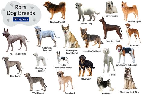 List Of Large And Small Rare Dog Breeds With Pictures