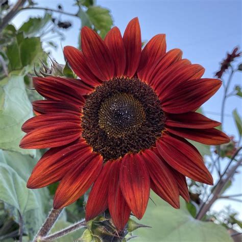 Sunflower Red Sun Hope Seeds