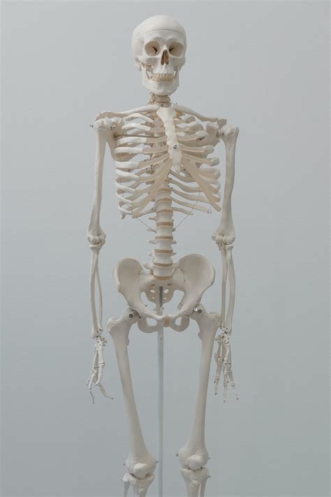 Human Skeleton Model · Free Stock Photo