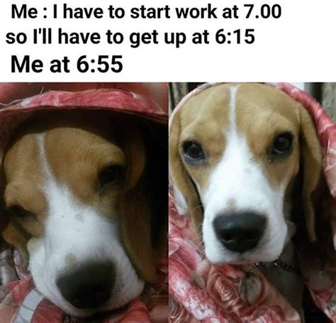 14 Funny Beagle Memes That Will Make Your Day Petpress