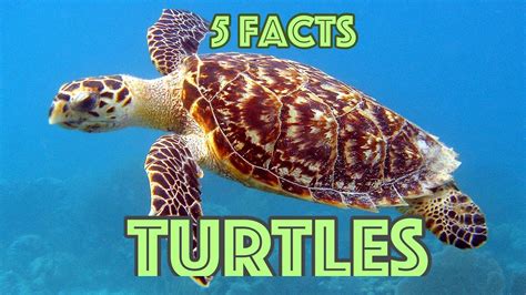 5 Facts About Turtles Turtle Facts For Kids Youtube
