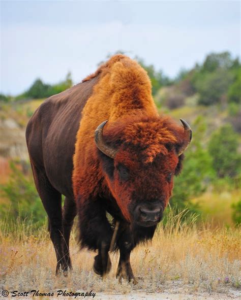 American Bison Bull | American Bison bull (Bison bison) in T… | Flickr