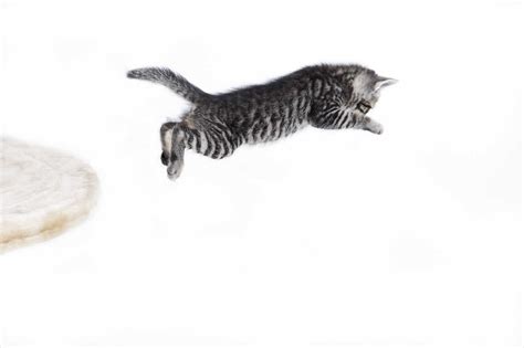 Domestic Cat Kitten Jumping Stock Photo
