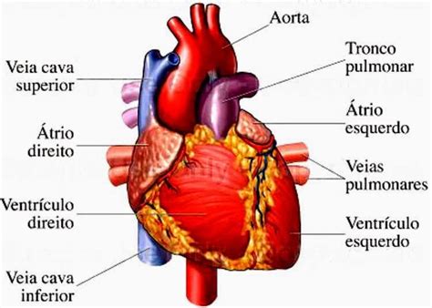 Partes Do Coração Sistema Cardiovascular