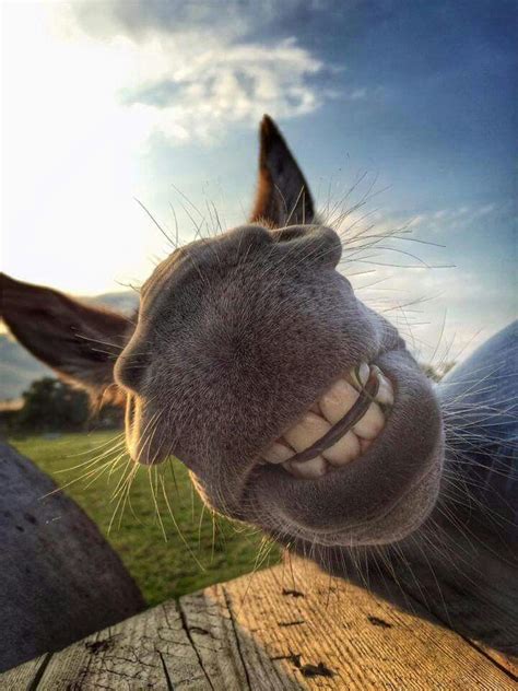 Pin By Melissa Stamp On Horses And Company Smiling Animals Funny