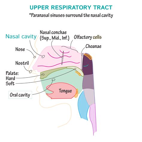 Anatomy Of Upper Respiratory Tract Anatomy Diagram Source