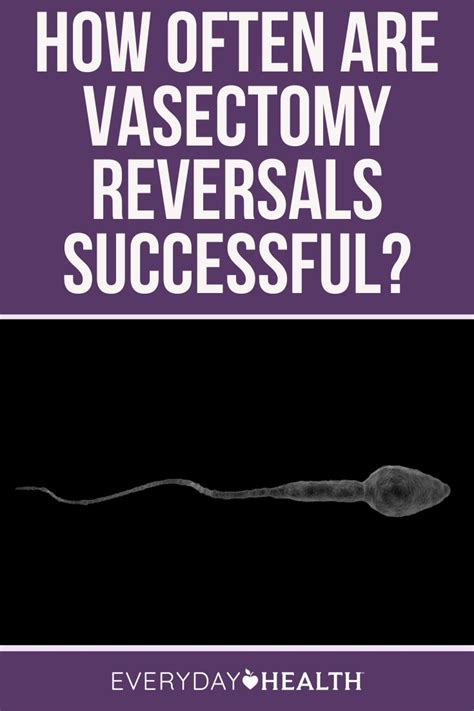 How Often Are Vasectomy Reversals Successful And Why In Vasectomy Reversal Vasectomy