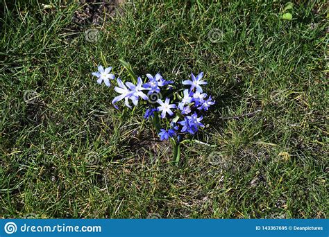 Small Blue Flowers In Spring Weather Stock Image Image