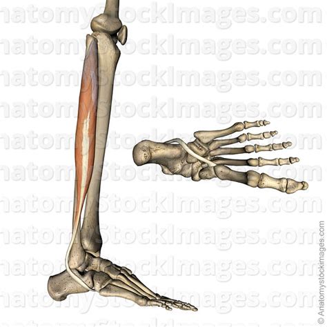 Place your hands on the floor in front of you. Anatomy Stock Images | lowerleg-musculus-peroneus-longus-fibularis-muscle-tendon-side