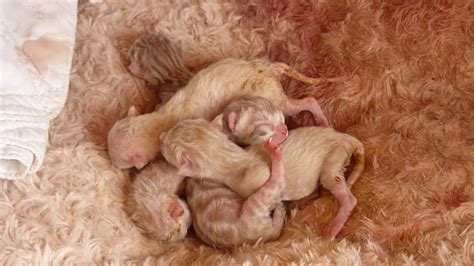 How To Take Care Of Your Bengal Cat Newborn Bengal Cat Kittens Youtube