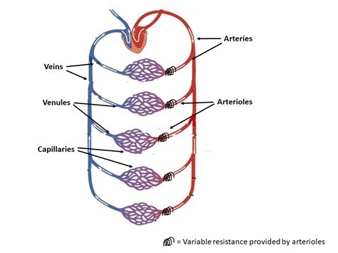 Blood vessels are vital for the body and play a key role in diabetes helping to transport glucose and insulin. 35 Label Blood Vessels Diagram - Labels Design Ideas 2020