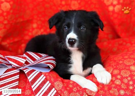You can read our guide to spotting a. Rover - Border Collie Puppy for Sale in Bird In Hand, PA | Collie puppies for sale, Border ...