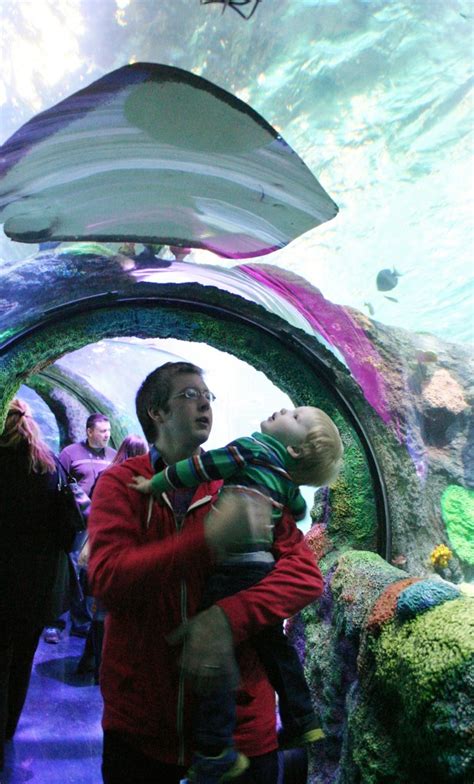 Visit Sea Life Michigan Aquarium Through 25 Pictures Travel The Mitten
