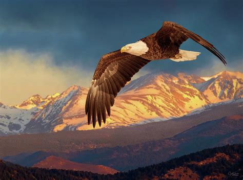 Eagle Soaring In The Rockies Ii Photograph By Judi Dressler Pixels