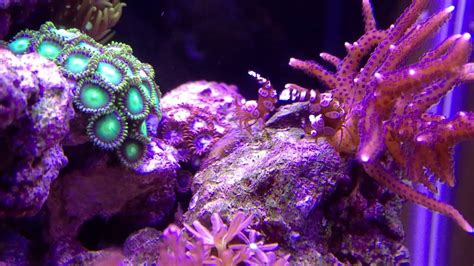 sexy anemone shrimp youtube