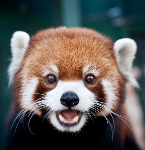 Red Pandas At The Vilas Zoo Cute Animals Cute Baby Animals Fluffy